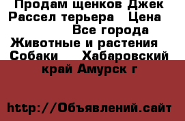 Продам щенков Джек Рассел терьера › Цена ­ 25 000 - Все города Животные и растения » Собаки   . Хабаровский край,Амурск г.